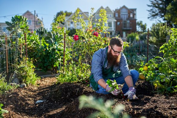 Man Gardening in his golden years