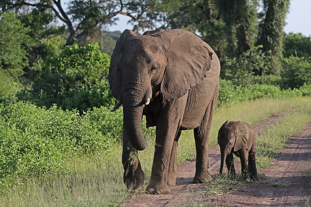 African bush elephants (Loxodonta africana) female with six-week-old baby, Matetsi Safari Area, Zimbabwe